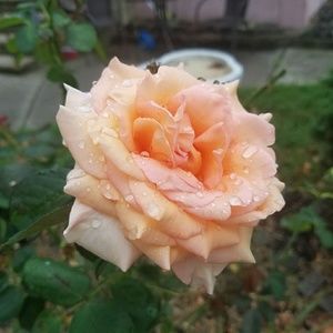 Meet your Posher, Paige